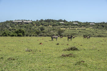 Kariega Game Reserve Settlers Drift Alexandria  Exteriör bild